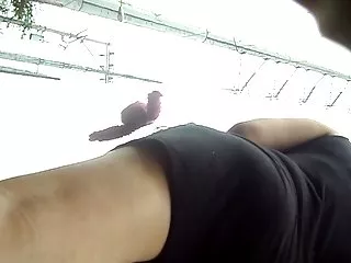 年轻的小鸡舔鸡蛋脂肪