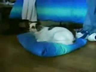 铁杆